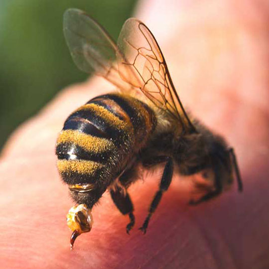 Bee & Wasp Removal in California