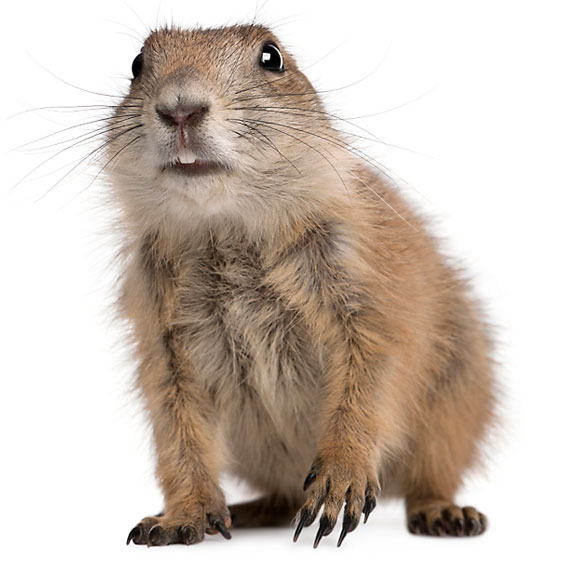 Gopher Control & Prevention in California