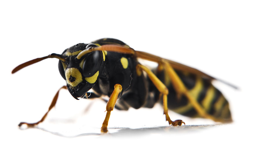 Bee & Wasp Removal in California