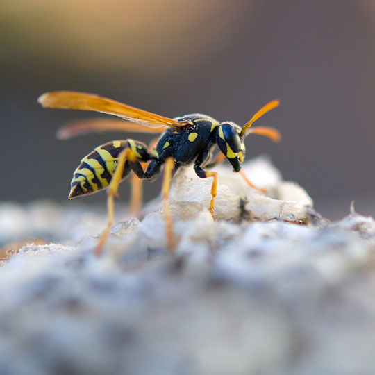 Bee & Wasp Removal in California