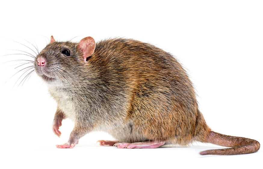 Rat & Mouse Control in California