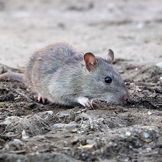 Rat & Mouse Control in California