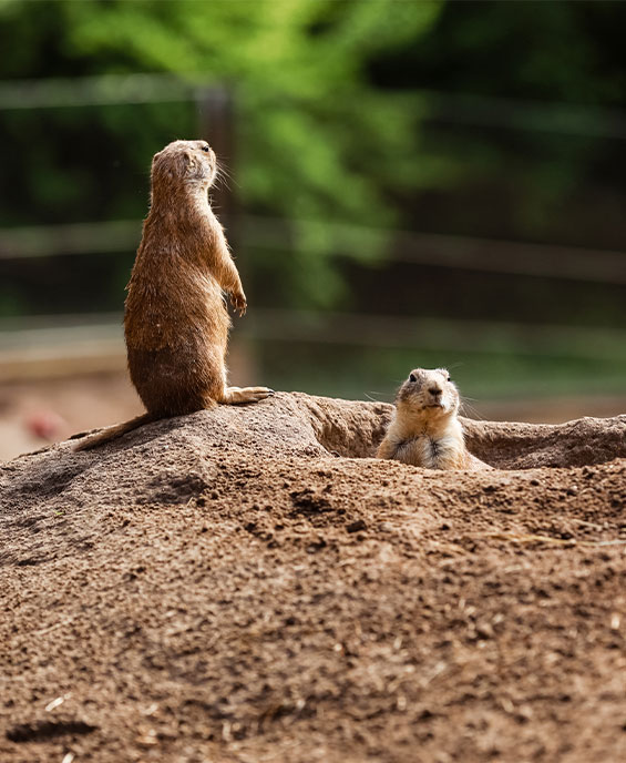 Gopher Control & Prevention in California