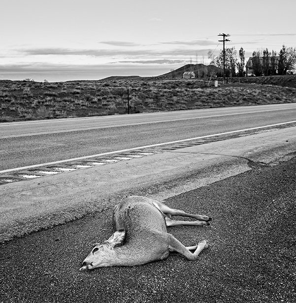 Dead Animal Removal in California