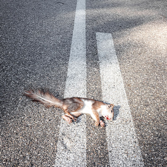 Dead Animal Removal in California