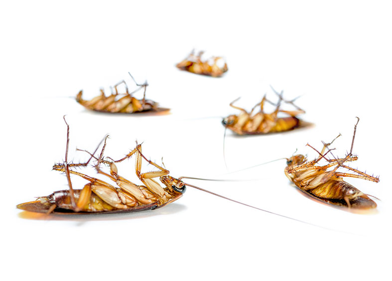 Preventative Pest Control Maintenance in California
